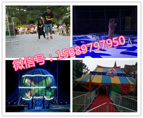 專業呆萌馬戲團表演出租租賃十堰市